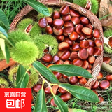 【25年新下树】大别山新鲜板栗老树板栗带壳板栗可生吃水果糖炒 精品鲜板栗 2斤 （约60-70粒）