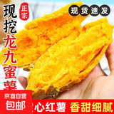 现挖沙地蜜薯空气炸锅红薯沙地板栗薯新鲜自种龙九正宗黄心香甜 沙地蜜薯 3斤 带箱 中大果