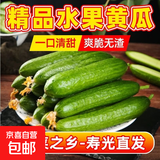 寿光精品水果小黄瓜新鲜采摘无刺脆甜多汁坏果包赔当季美味 精品水果黄瓜带箱4斤净重3.7斤单果70g+