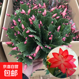 精品带花苞开花蟹爪兰多色四季花卉家养盆栽室内阳台庭院多肉绿植 蟹爪兰：红色大盆【60-99花苞】含原土