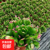 精品带花苞开花蟹爪兰多色四季花卉家养盆栽室内阳台庭院多肉绿植 蟹爪兰：双色中盆【25-35花苞】原土球发货