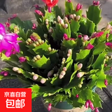 精品带花苞开花蟹爪兰多色四季花卉家养盆栽室内阳台庭院多肉绿植 蟹爪兰：双色大盆【60-99花苞】含加仑盆