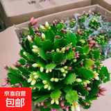 精品带花苞开花蟹爪兰多色四季花卉家养盆栽室内阳台庭院多肉绿植 蟹爪兰：双色大盆【60-99花苞】含原土