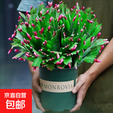 精品带花苞开花蟹爪兰多色四季花卉家养盆栽室内阳台庭院多肉绿植 蟹爪兰：红色大盆【60-99花苞】含加仑盆