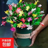 精品带花苞开花蟹爪兰多色四季花卉家养盆栽室内阳台庭院多肉绿植 蟹爪兰：混色大盆【60-99花苞】含加仑盆