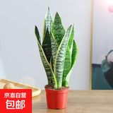 金边虎皮兰新房办公室多肉植物花卉白玉虎皮兰长脚虎皮兰绿植盆栽 2棵金边虎皮兰