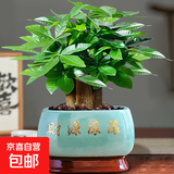 发财树小盆栽大绿植办公室内除甲醛花卉客厅好养旺宅植物桌面盆景 【A级大盆】三杆发财树(财源滚滚 含盆