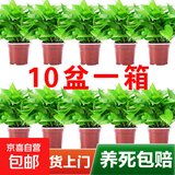 绿萝盆栽除甲醛水培花卉大叶绿植办公室内新房植物净化空气装饰 110款原盆储水盆【10盆装】