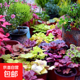 彩色矾根盆栽苗绿植盆栽宿根耐寒彩叶观叶植物花园花镜庭院地被 矾根混色10盆
