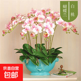 双花剑蝴蝶兰盆栽兰花大苗带花剑四季开花室内花好养易成活 14.白桃--双花剑发货 塑料盆栽好