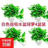 绿萝盆栽除甲醛水培花卉大叶绿植办公室内新房植物净化空气装饰 180款白色自吸水盆【4盆装】