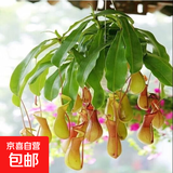 驱蚊植物吃蚊子驱虫草迷迭香猪笼草植物盆栽花卉防蚊绿植香草 猪笼草原盆带5个笼子以上