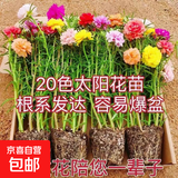 重瓣太阳花苗宿根混色植物绿植花卉盆栽四季开花带根带花苞发货 重瓣混色8-12色 20枝 带根带土