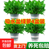 绿萝盆栽除甲醛水培花卉大叶绿植办公室内新房植物净化空气装饰 180款加仑自吸水盆【4盆装】
