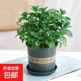 薄荷盆栽好养留兰香驱蚊植物绿植留兰香花卉绿植香草植物 薄荷+加仑盆送底托