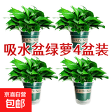 绿萝盆栽除甲醛水培花卉大叶绿植办公室内新房植物净化空气装饰 110款加仑自吸水盆【4盆装】
