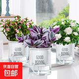 绿箩发财树水培植物盆栽室内富贵竹薄荷多肉花卉四季绿植栀子花萝 【花卉3盆】金枝玉叶+栀子花+油画婚礼+肥料 含盆