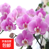 双花剑蝴蝶兰盆栽兰花大苗带花剑四季开花室内花好养易成活 22.安娜--双花剑发货 塑料盆栽好