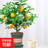 香水柠檬树苗水果盆栽可食用驱蚊浓香好养阳台四季花卉室内绿植物 香水柠檬树+加仑盆 （全国可种）