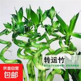 富贵竹大叶竹转运竹观音竹龙竹紫云竹水培四季好养招财富贵竹绿植 带根转运竹竹50cm高6根+1六角玻璃瓶+营养液