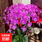 双花剑蝴蝶兰盆栽兰花大苗带花剑四季开花室内花好养易成活 1.紫色恋人--双花剑发货 塑料盆栽好