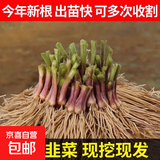 紫根韭菜根苗四季韭菜头紫红宽叶春季秋季室内盆栽韭菜苗现挖农家 紫根：韭菜根苗50棵