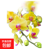 双花剑蝴蝶兰盆栽兰花大苗带花剑四季开花室内花好养易成活 4.光芒--双花剑发货 塑料盆栽好