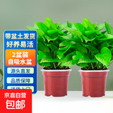 绿萝盆栽除甲醛水培花卉大叶绿植办公室内新房植物净化空气装饰 110款原盆储水盆【2盆装】