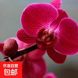 双花剑蝴蝶兰盆栽兰花大苗带花剑四季开花室内花好养易成活 18.红蝴蝶--双花剑发货 塑料盆栽好