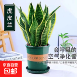 金边虎皮兰新房办公室多肉植物花卉白玉虎皮兰长脚虎皮兰绿植盆栽 3棵金边虎皮兰+1个加仑盆送底托