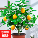 香水柠檬树苗水果盆栽可食用驱蚊浓香好养阳台四季花卉室内绿植物 香水柠檬树25-30cm(原土带叶 全国可种)