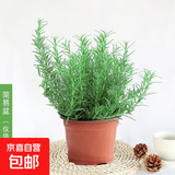 驱蚊植物吃蚊子驱虫草迷迭香猪笼草植物盆栽花卉防蚊绿植香草 迷迭香原盆原土