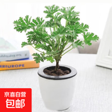 驱蚊植物吃蚊子驱虫草迷迭香猪笼草植物盆栽花卉防蚊绿植香草 1棵驱蚊植物+白吸水盆