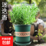 驱蚊植物吃蚊子驱虫草迷迭香猪笼草植物盆栽花卉防蚊绿植香草 迷迭香+加仑盆送底托