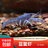 鳌虾观赏虾淡水冷水族耐活体宠物红白蓝色小龙虾火山原生天空蓝魔 蓝金鳌虾3-4cm 1只