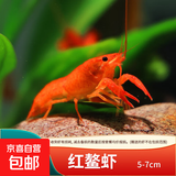 鳌虾观赏虾淡水冷水族耐活体宠物红白蓝色小龙虾火山原生天空蓝魔 红金鳌虾3-4cm 1只