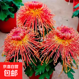菊花盆栽特大苗带花苞国华四季菊祭鲜花九月菊绣球大花耐寒绿植物 【大花丝菊】金凤凰-带花苞发 原盆原土