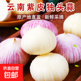 正宗云南紫皮独头蒜干蒜高原珍珠蒜新鲜蔬菜调料 优惠3斤单果2cm左右