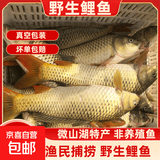 微山湖野生鲤鱼四鼻鲤鱼新鲜活鱼现杀净膛渔民捕捞 微山湖野生鲤鱼 5斤/条(宰杀好15-20%损耗)
