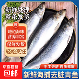 京喜加青鱼东北沙丁鱼去脏野生青鱼新鲜冷冻深海冷水鱼鲱鱼烧烤食材 【包冰10%】6斤去脏青鱼200/300g