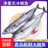京喜加鲅鱼 鲜活冷冻无冰新鲜海鲜水产生鲜鱼类商用食材 2斤 无冰鲅鱼【6-8两/条】
