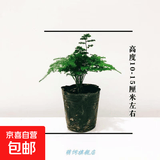 矮生云松云竹矮化文竹盆栽盆景办公室内外桌面微景观净化空气绿植 矮生云竹【原土】2盆