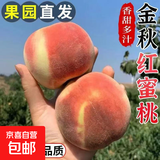 山东蒙阴金秋红蜜桃红桃甜新鲜毛桃应季水果现摘桃子多汁正宗昕 蒙阴金秋红蜜  净重3斤