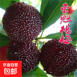 杨梅树苗嫁接南北方种植盆栽地栽东魁杨梅水晶果树当年结果杨梅苗 东魁杨梅4年苗（当年结果） 81cm(含)-110cm(含)