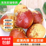 【东东农场专供】庙上冬枣新鲜水果当季冰糖超甜枣子脆枣鲜枣青枣 皮薄肉厚8g+带箱5斤