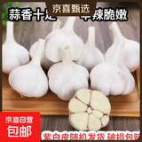 紫白皮蒜即食水果大蒜今年新鲜干蒜生鲜调料蒜瓣 5头大蒜0.36斤