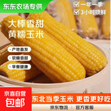 【东东农场专供】新鲜黄糯玉米真空包装玉米水果软糯香甜早餐健康 黄糯玉米大棒260g+ 4根装