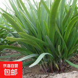 新韭菜根香韭菜根小叶韭菜根大叶韭菜根四季可栽好养活的庭院绿植 宽叶韭菜根200棵送肥