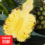 云南黑钻凤梨 新鲜水果非菠萝手撕凤梨产地直发【需催熟】 2个装 单果1.3斤起