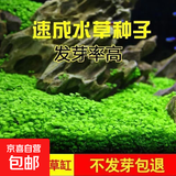 水草种子水草泥生态家用创意鱼缸玻璃瓶水培植物四季造景鱼缸小型 水草籽1万粒+水草泥2斤【推荐】